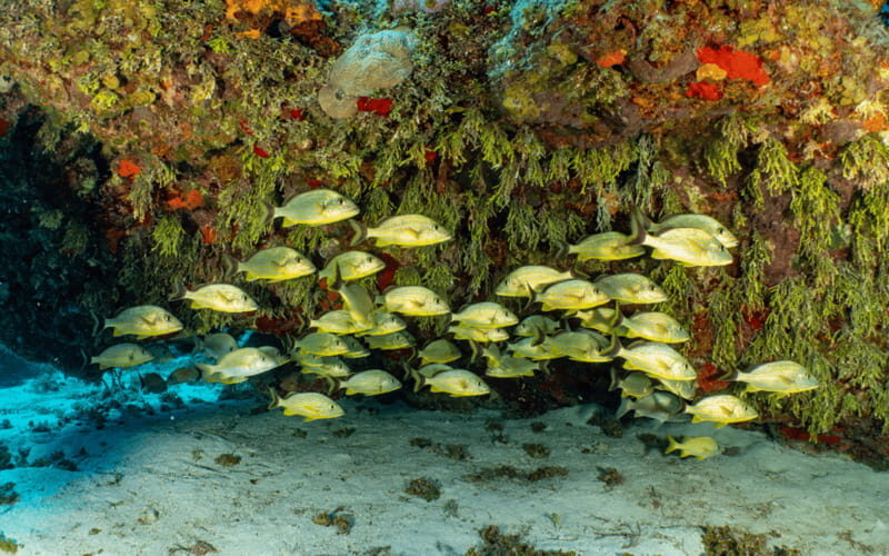 Cozumel: Snorkeling Boat Tour - What Makes This Tour Stand Out?