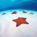 Cozumel: Transparent bottom boat tour and snorkeling activity. - Exploring the Cozumel transparent bottom boat tour