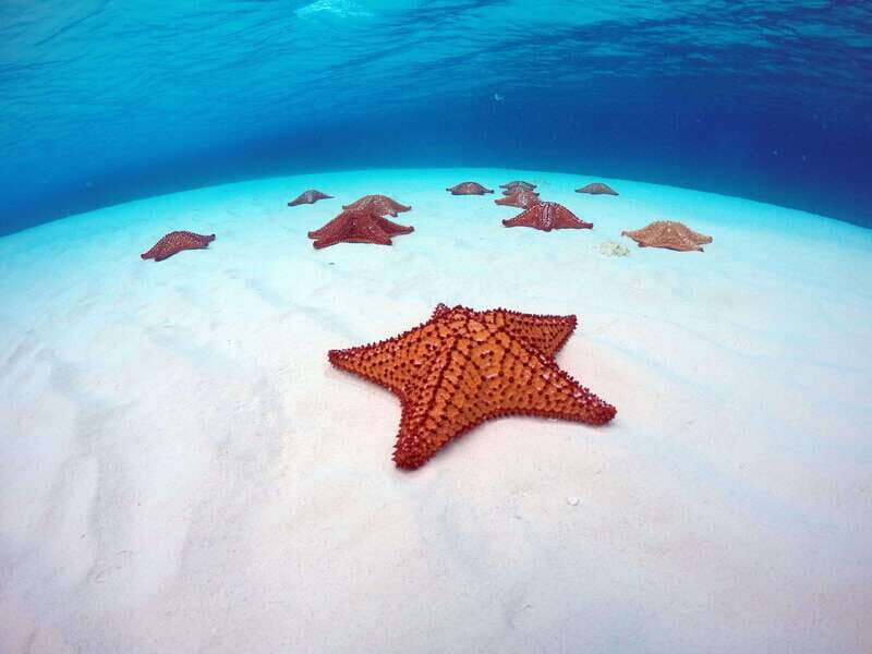 Cozumel: Transparent bottom boat tour and snorkeling activity. - Exploring the Cozumel transparent bottom boat tour