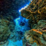 Cozumel: Two reef dives in Marine Park, certified divers - What Reviewers Say About the Experience