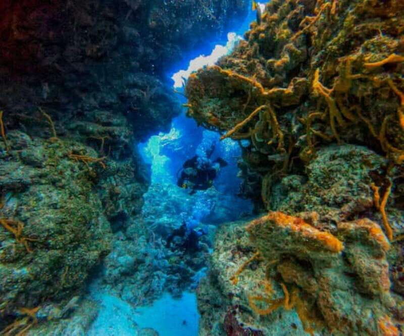 Cozumel: Two reef dives in Marine Park, certified divers - What Reviewers Say About the Experience