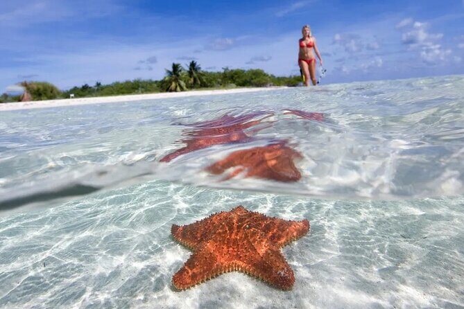 Cozumel Underwater Wonders: El Cielo Sandbar & Reef Snorkeling - Who Would Love This Tour?