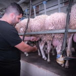 Crete: Farm Visit with Cheese Tasting and Milking Experience - Practical Information for Travelers