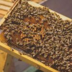 Crete: Rouvas Forest Truffle Hunt and Beekeeping Experience - Practical Details and What To Expect