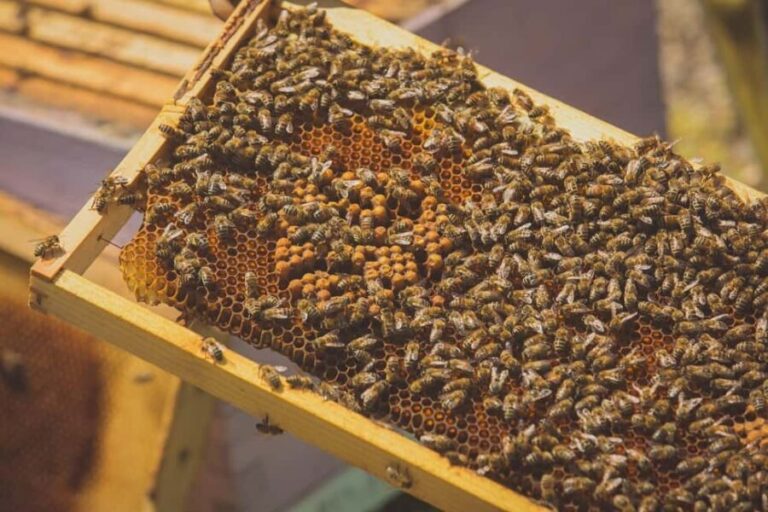 Crete: Rouvas Forest Truffle Hunt and Beekeeping Experience - Practical Details and What To Expect