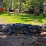 Crocodiles and Turtles Ecological Tour - Final Thoughts: Who Is This Tour Perfect For?