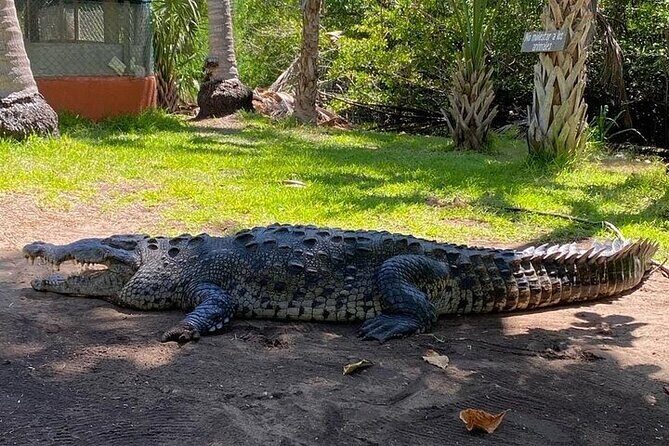 Crocodiles and Turtles Ecological Tour - Final Thoughts: Who Is This Tour Perfect For?  