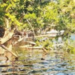 Croc´s & Turtle Aquarium - Authentic Experiences and Genuine Insights