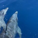 Cruise in a small group in Scandola Girolata Calanques de Piana - A Deep Dive into the Corsican Coastline