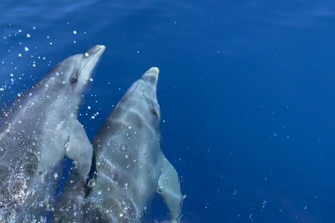 Cruise in a small group in Scandola Girolata Calanques de Piana - A Deep Dive into the Corsican Coastline