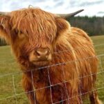 Cruise on Loch Lomond, Kelpies and Stirling Castle Private Tour - Practicalities & Comfort