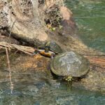 Crystal River: Manatee Season Tour w/ Free Photo Package - What’s Included and What’s Not
