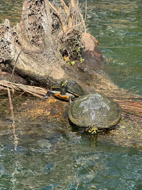 Crystal River: Manatee Season Tour w/ Free Photo Package - What’s Included and What’s Not