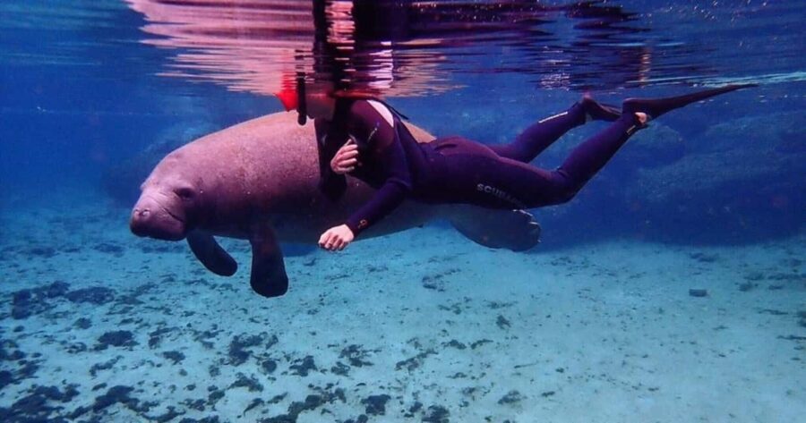 Crystal River: VIP Kayak and Swim with Manatees Tour - Who Will Love This Tour?
