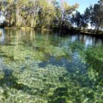Crystal River:Three Sisters Springs Guided Kayak & Swim Tour - Why the Tour Offers Great Value
