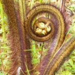 Cultivate Hapuu Ferns with Citrus Tea in the Hawaiian Rainforest - Why Choose This Tour?