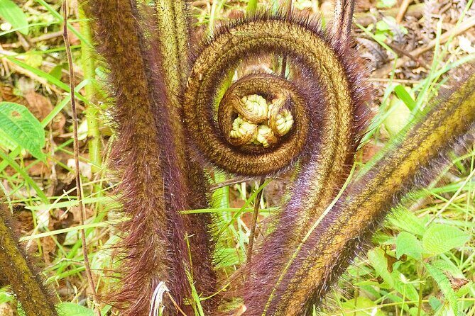 Cultivate Hapuu Ferns with Citrus Tea in the Hawaiian Rainforest - Why Choose This Tour?