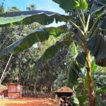 Cultural Immersion in Cacao and Coffee in the Southern Sierra of Oaxaca - Interacting with Local Families in Benito Juárez