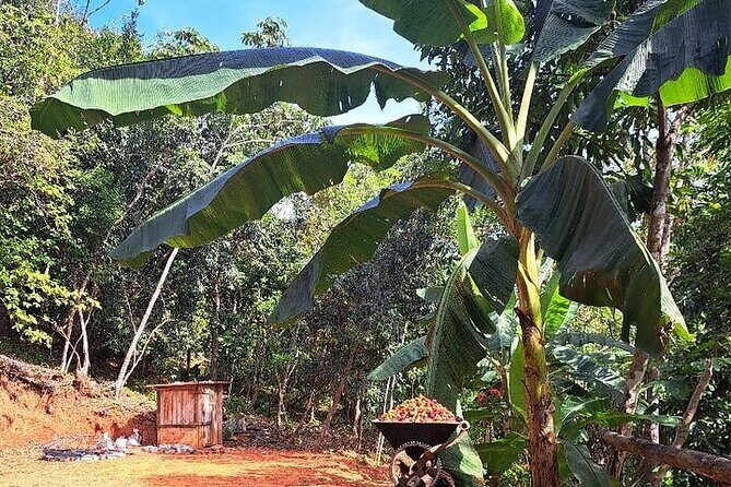 Cultural Immersion in Cacao and Coffee in the Southern Sierra of Oaxaca - Interacting with Local Families in Benito Juárez
