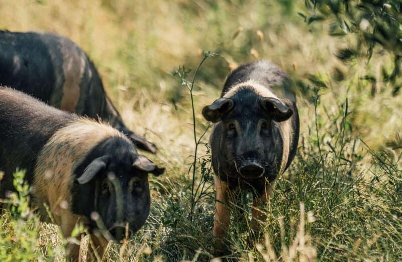 Cured Meat & Olive Oil Tasting & Visit near Pisa & Livorno - Practical Details and Considerations