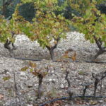 Cyprus: Troodos Mountain Food & Wine Tasting Tour with Lunch - The Sum Up: Who is This Tour Best For?