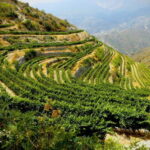 Cyprus: Troodos Mountain Wine Tour with a Local - Transportation, Group Size & Value
