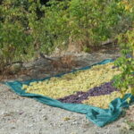 Cyprus: Troodos Mountains Villages and Wineries Tour - What Sets This Tour Apart?