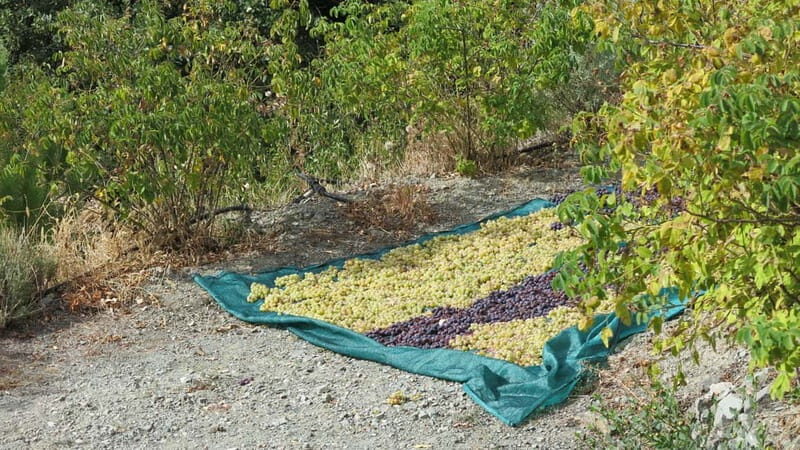 Cyprus: Troodos Mountains Villages and Wineries Tour - What Sets This Tour Apart?