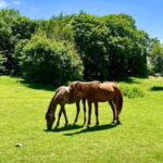 Dajti Mountain & Shengjergj Waterfall Day Trip on Land Rover - The Experience in Context