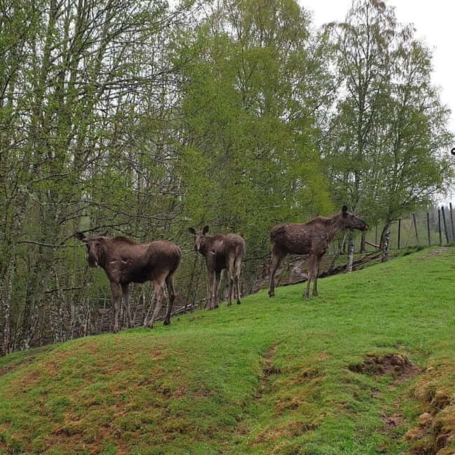 Dals Långed: Moose Park Guided Tour with Feeding - Who Will Enjoy This Tour?