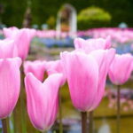 Day Trip from Vancouver to Victoria and Butchart Gardens - Transportation and Group Size
