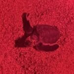 DE rismo and Night Monitoring of Sea Turtles - Summing Up: Is This Tour Worth It?