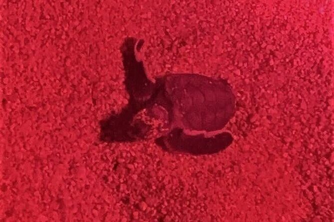 DE rismo and Night Monitoring of Sea Turtles - Summing Up: Is This Tour Worth It?