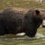 Deluxe Grizzlies and Culture Tour in Campbell River - Practical Details and Tips