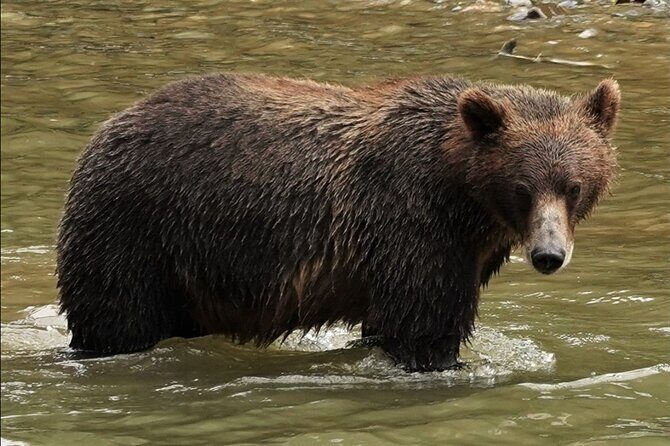 Deluxe Grizzlies and Culture Tour in Campbell River - Practical Details and Tips