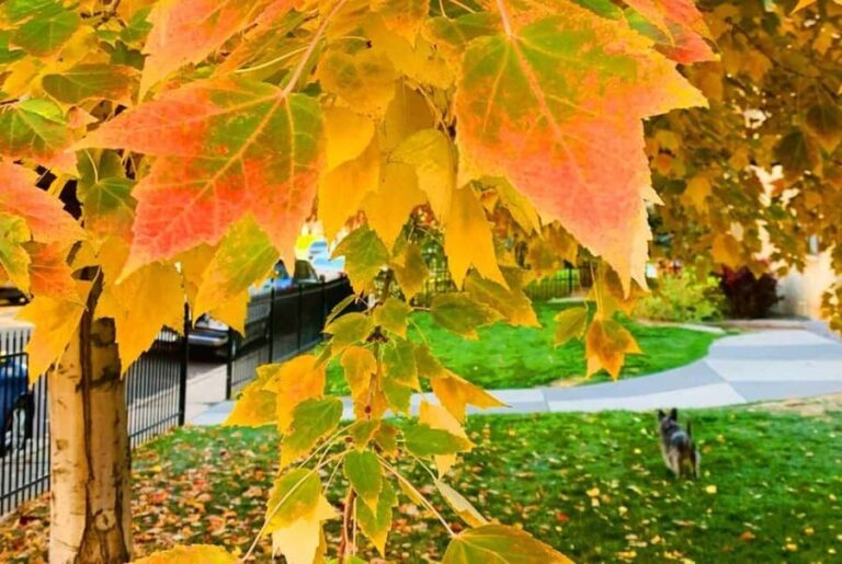 Denver City Highlights Tour - The Value of the Tour at $49