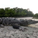 Desde Holbox: SunSea- SUNSET Kayak - Detailed Breakdown of the Itinerary