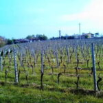 Desenzano d/G: guided bike day trip + selected wines, cooking class - Practical Details and Tips for a Smooth Experience