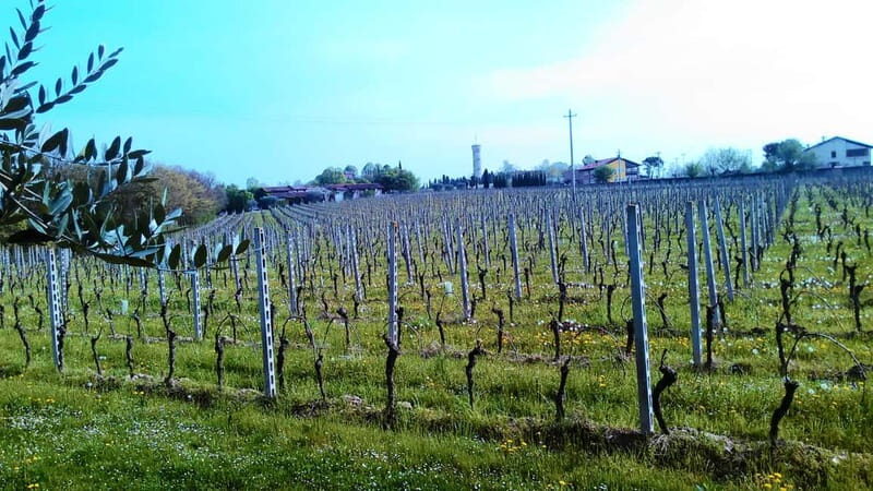 Desenzano d/G: guided bike day trip + selected wines, cooking class - Practical Details and Tips for a Smooth Experience  