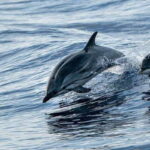 Destin: Dolphin Watching Cruise - Why This Tour Excels