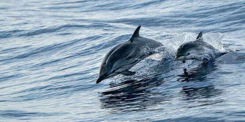 Destin: Dolphin Watching Cruise - Why This Tour Excels