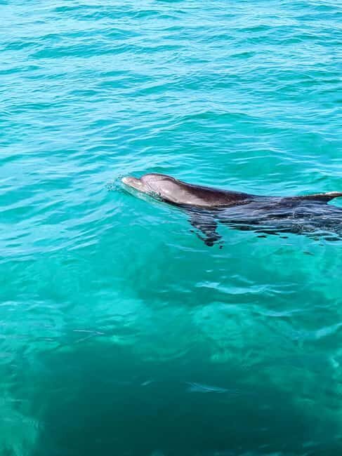 Destin: Public 3 Hour Crab Island and Harbor Tour - The Sum Up