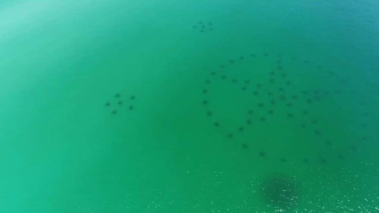 Destin: Reef Snorkeling Adventure - Itinerary Breakdown: What To Expect