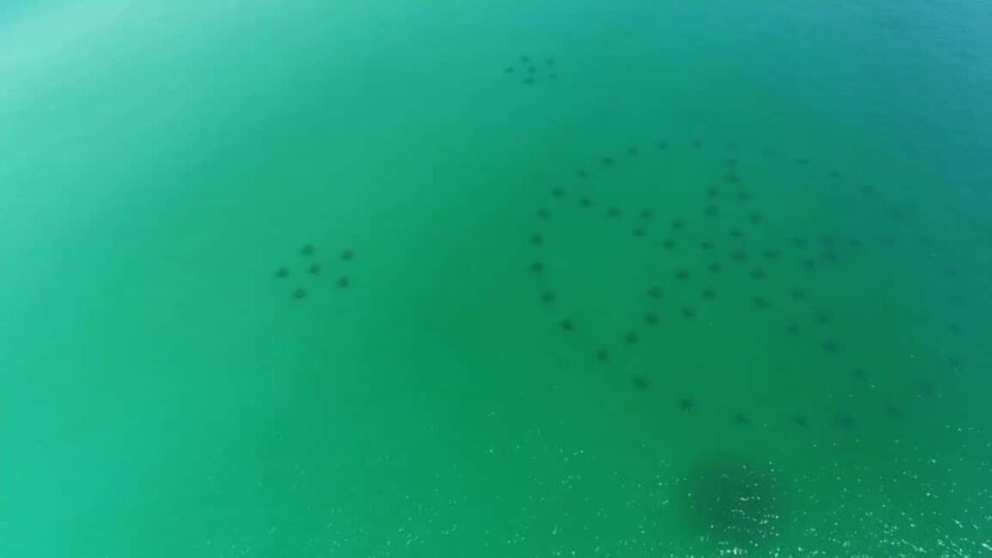 Destin: Reef Snorkeling Adventure - Itinerary Breakdown: What To Expect