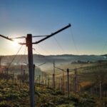 Discover Abruzzo and Castelferrato: Visit Vineyards and Wine Tasting - Practical Details and Tips