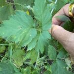 Discover Aurora Illinois Hiking Getaway - FAQ