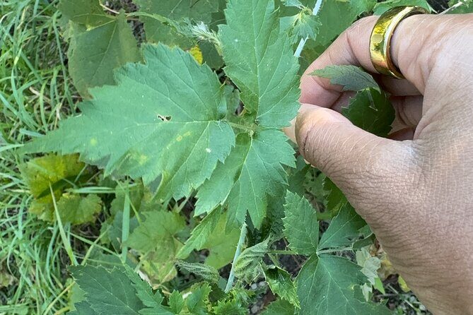 Discover Aurora Illinois Hiking Getaway - FAQ