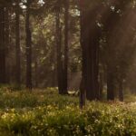 Discover Hiking Trails and a Convent in Desierto de los Leones - What We Love About This Experience