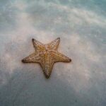Discover starfish, swim and snorkel at El Cielo Cozumel Reef - An In-Depth Look at the Cozumel Snorkeling Tour