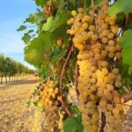 Discovering the mystery grape varieties - What to Expect During the Tour